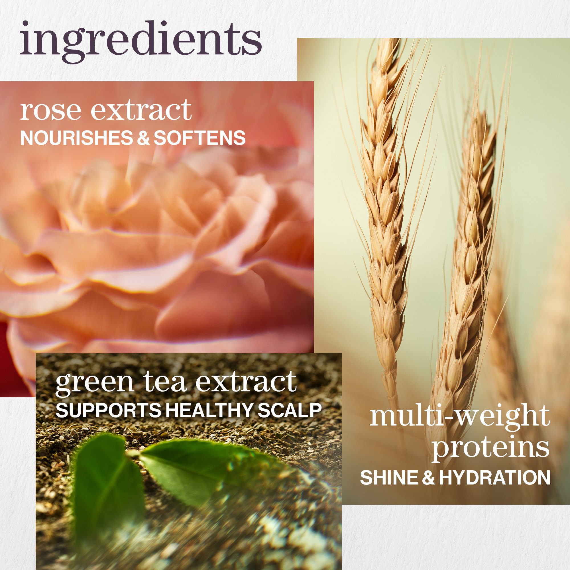 Pureology Hydrate key ingredients - jojoba, green tea, and sage for deep conditioning damaged hair repair
