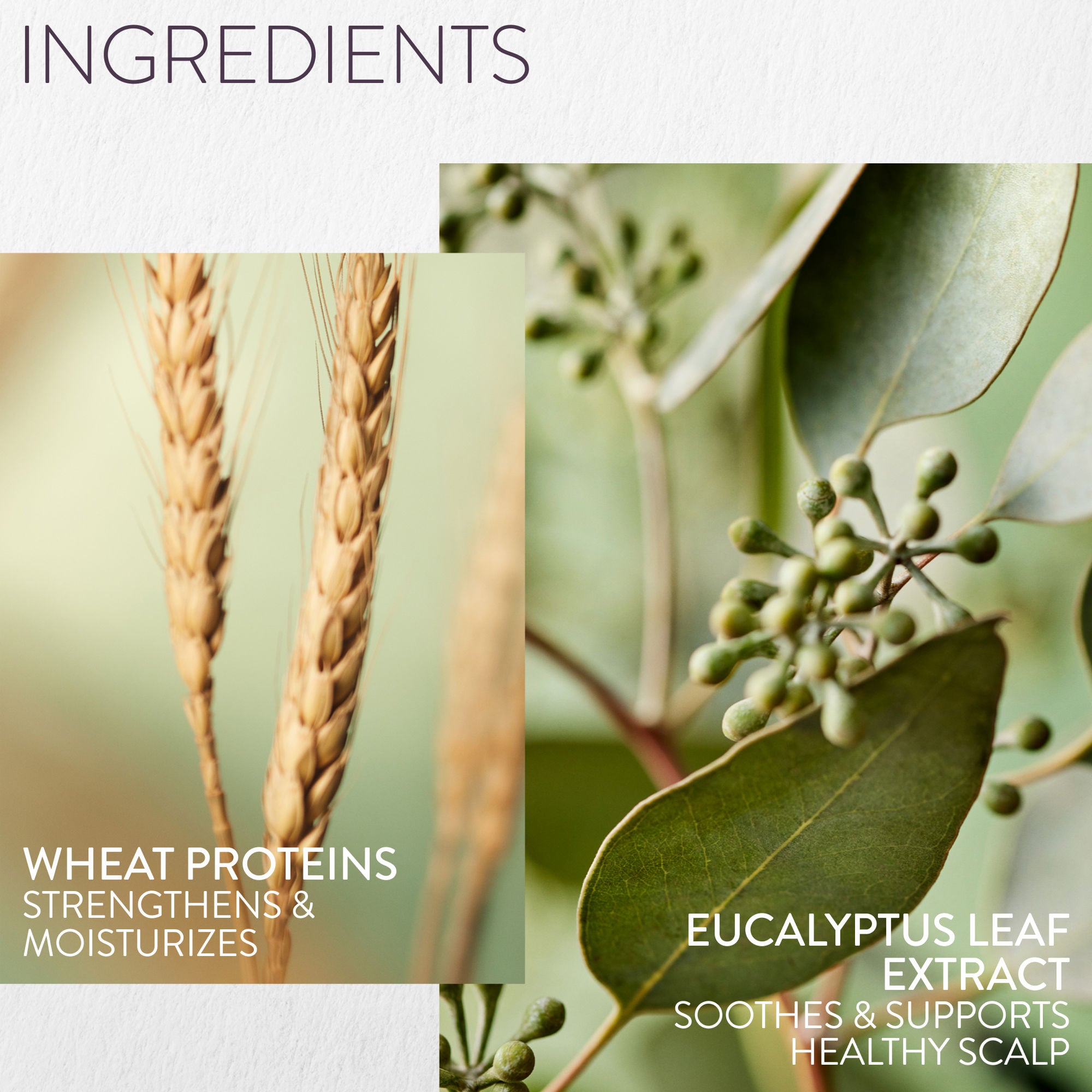 Ingredients in Pureology Hydrate Sheer include eucalyptus leaf extract and proteins to hydrate and nourish hair