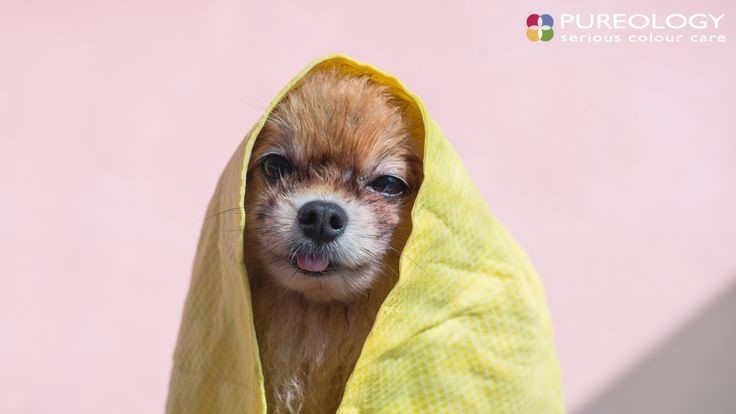 cute dog in a jacket zoom background